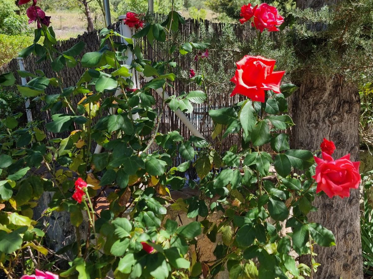 Rosas de junio (lado piscina) @casavillaelparaiso